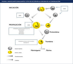 NUEVOS ANTICOAGULANTES Y SITIO DE ACCIÓN EN LA CASCADA DE LA COAGRULACIÓN Traducido de Piccini JP et al. Curr Opin Cardiol 2010;25: 312•320; Spyropoulos AC et al. Expert Opin Investig Drugs 2007;16:431•440.