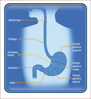 Regiones del tracto digestivo superior.