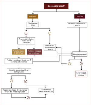 Algoritmo diagnóstico en pacientes que están en dieta libre de gluten sin tener el diagnÓstico formal de enfermedad celíaca 1 Anticuerpos anti-transglutaminasa tisular, anti-endomisio o anti-péptido gliadina deaminado. 2 Una biopsia duodenal normal o no diagnóstica de EC en un paciente con serología positiva requiere una prueba de dieta con gluten y nuevas biopsias para el diagnóstico o descarte definitivo. 3 Aquellos pacientes con serología positiva pero con biopsia normal tienen enfermedad celiaca potencial. 4 Una prueba de dieta con gluten de dos semanas puede arrojar falso negativo en un 10% de los casos, por lo que parece razonable extender la prueba por más tiempo. Adaptado de referencia 27.