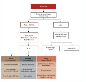 Orientación al diagnóstico de anemia según recuento de reticulocitos Modificada de Vives Corrons J, Aguilar J., Manual de técnicas de laboratorio en Hematología, 4° Edición, Barcelona, Editorial Masson, 2014:386-387.
