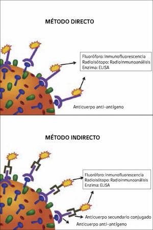 Técnicas de inmunoanálisis, métodos directo e indirecto.