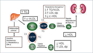 PATOGENIA DE LA DISLIPIDEMIA DIABÉTICA. CETP = Colesterol ester transfer protein Ce= Colesterol-ester TG=triglicéridos; VLDL= lipoproteínas de muy baja densidad LDL= lipororteínas de baja densidad; HdL lipoporteinas de alta densidad dp= densas y pequeñas