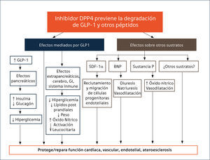 IDPP-4: POSIBLES EFECTOS MODULADORES DE PROTECCIÓN CARDIOVASCULAR