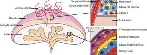 PLACENTA