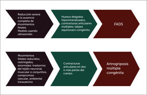 FECTOS DE LA REDUCCIÓN DEL MOVIMIENTO FETAL SOBRE EL SISTEMA MÚSCULO-ESQUELÉTICO Y SUS CONSECUENCIAS FADS: Fetal Akinesia Deformation Sequencies.