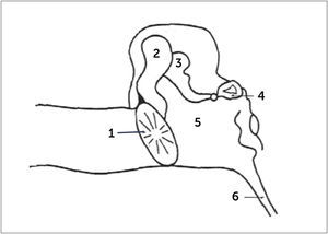 SQUEMA DEL OÍDO 1. Tímpano. 2. Martillo. 3. Yunque. 4. Estribo. 5. Oído Medio. 6. Trompa de Eustaquio.