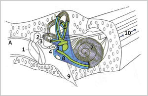 DIAGRAMA DEL LABERINTO MEMBRANOSO A. Conducto auditivo externo. 1. Tímpano. 2. Martillo. 3. Yunque. 4. Estribo. 5. Vestíbulo del oído interno lleno de líquido. Esta es la apertura (ventana oval) que recibe las vibraciones transmitidas por el estribo. 6. Canales semicirculares (equilibrio). 7. Cóclea (caracol). 8. Membrana de ventana redonda (como los líquidos del oído interno están rodeados por hueso, se requiere una membrana que se desplace cuando el estribo presione los líquidos como un émbolo). 9. Trompa de Eustaquio. 10. Nervio auditivo. Laberinto membranoso en color amarillo. Laberinto óseo en color plomo. Perilinfa en color azul.