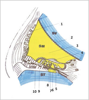 DIBUJO (CORTE RADIAL) DEL ÓRGANO DE CORTI Endolinfa en amarillo. Perilinfa en azul. SM= Scala Media. ST= Scala Tympani. SV= Scala Vestibuli. 1. Stria vascularis. 2. Membrana de Reissner (membrana vestibular). 3. Escala media. 4. Membrana tectoria. 5. Célula ciliada interna. 6. Túnel de Corti. 7. Pilar del túnel de Corti. 8. Célula Ciliada externa. 9. Falange. 10. Membrana basilar.