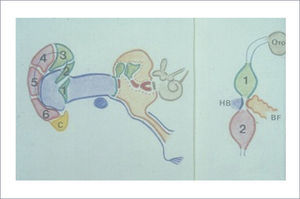 Verde: 1° Arco branquial. Rojo: 2° Arco Branquial. Azul: 1° Hendidura Branquial. Naranja: Bolsa faríngea. Marrón: Otocisto Neural