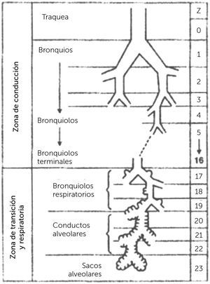BRONQUIOS - BRONQUIOLOS Fisiología respiratoria 9a edición. John B, West MD, PhD, DSC. 2012.