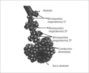 ALVEÓLOS Atlas de anatomía humana 6a edición. Frank H. Netter, MD. Copyright 2014 by Saunders, an imprint of Elsevier Inc.