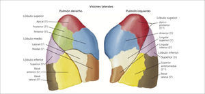 PULMÓN Atlas de anatomía humana 6a edición. Frank H. Netter, MD. Copyright 2014 by Saunders, an imprint of Elsevier Inc.