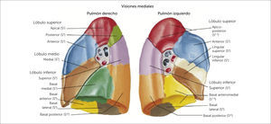PULMÓN Atlas de anatomía humana 6a edición. Frank H. Netter, MD. Copyright 2014 by Saunders, an imprint of Elsevier Inc.