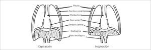 CAJA TORÁCICA - VENTILACIÓN Traducido de: Source: Levitzky MG: Pulmonary Physiology, 7th Edibon:http://www.accessmedicine.comCopyright © The McGraw+Hill Companies, Inc All rights reserved.