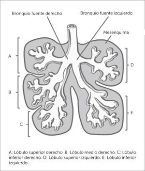 ETAPA EMBRIONARIA Traducido de: Before we are born, essentials of embryology and birth defects 9th edition. Keith L. Moore, BA, MSc, PhD, DSc, FRSM, FAAA, T.V.N. Persaud, MD, PhD, DSc, FRCPath (Lond.), FAAA, Mark G. Torchia, MSc, PhD. Copyrith 2016 by Saunders, an imprint of Elsevier inc. All rights reserved.