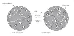 ETAPA PSEUDOGLANDULAR Y CANALICULAR Traducido de: Before we are born, essentials of embryology and birth defects 9th edition. Keith L. Moore, BA, MSc, PhD, DSc, FRSM, FAAA, T.V.N. Persaud, MD, PhD, DSc, FRCPath (Lond.), FAAA, Mark G. Torchia, MSc, PhD. Copyrith 2016 by Saunders, an imprint of Elsevier inc. All rights reserved.