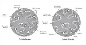 ETAPA SACULAR Y ALVEOLAR Traducido de: Before we are born, essentials of embryology and birth defects 9th edition. Keith L. Moore, BA, MSc, PhD, DSc, FRSM, FAAA, T.V.N. Persaud, MD, PhD, DSc, FRCPath (Lond.), FAAA, Mark G. Torchia, MSc, PhD. Copyrith 2016 by Saunders, an imprint of Elsevier inc. All rights reserved.
