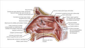 NARIZ Y FOSAS NASALES Atlas de anatomía humana 6a edición Frank H. Netter, MD. Copyright 2014 by Saunders, an imprint of Elsevier Inc.