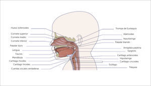 CAVIDAD ORAL Y LENGUA Traducido de: The Repiratoty System. P.C. Rimensberger (ed.), Pediatric and Neonatal Mechanical Ventilation, DO 10.1007/978-3-642-01219-8_4, ©Springer-Verlag.