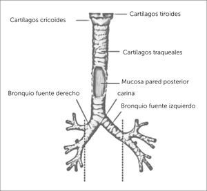 TRÁQUEA Atlas de anatomía humana 6a edición. Frank H. Netter, MD. Copyright 2014 by Saunders, an imprint of Elsevier Inc.