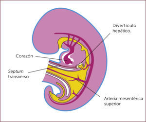 DESARROLLO EMBRIONARIO HEPÁTICO Traducido de Moore et al. Ref. 10.