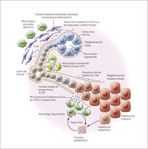 REGENERACIÓN HEPÁTICA Y BILIAR La regeneración hepática y biliar está dada por la activación de diferentes vías de activación. Por un lado, la interacción entre células progenitoras hepáticas (CPH) y Notch2 producen diferenciación y regeneración biliar. Por el otro, las CPH expuestas a Wnt, el cual es liberado por macrófagos, promueve la diferenciación y regeneración hepatocelular 22. * Figura adaptada de Boulter L et a, J Clin Invest 2013; 123:1867-73 22.