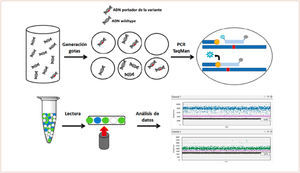 ESQUEMA REPRESENTATIVO DE LA METODOLOGÍA DIGITAL DROPLET PCR El procedimiento se basa un primer paso de generación de gotas en la que se distribuirán las moléculas aleatoriamente. Posteriormente se realizará sobre cada gota la correspondiente amplificación por PCR con una pareja de sondas TaqMan, cada una de ellas reconocerá o bien secuencia mutada o la wildtype, y cada una de ellas estará marcada con diferentes fluoróforos FAM o HEX/VIC (azul y verde respectivamente). Tras la amplificación, mediante el sistema de citometría de flujo, se analizará a través del lector la señal emitida por cada una de las gotas de una en una de ellas. Finalmente el sistema genera el correspondiente gráfico de resultados que permite en este ejemplo la cuantificación correspondiente en valores de copias/μL.