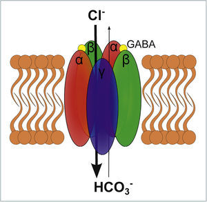 ESQUEMA DE UN RECEPTOR GABAA El receptor GABAA es un receptor ionotrópico que al activarse permite el paso de Cl− y HCO3, siendo Cl− 4 veces más permeable que HCO3−. El receptor se compone de 5 subunidades transmembrana, las cuales habitualmente son las que se representan en el esquema: αβαβγ. El receptor para activarse requiere de la unión de 2 moléculas GABA, las que se unen en ambas interfaces αβ lo que es representado en el esquema.