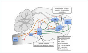 SISTEMA MESOCORTICOLÍMBICO: RELACIONES DE NÚCLEOS, CORTEZA Y SUS VÍAS NEURONALES AVT área ventral tegmental; NA núcleo accumbens; AMG amígdala; CPrF corteza prefrontal; LC locus ceruleo; NRf núcleo del rafe. Adaptación de Camí J FM. Drugs Addiction. N Engl J Med. 2003; Vol 349: p. 975-986.