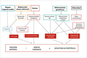Regulación de la presión arterial (Referencia 17).
