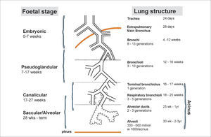 Stages of normal lung development Reprinted with permission (15).