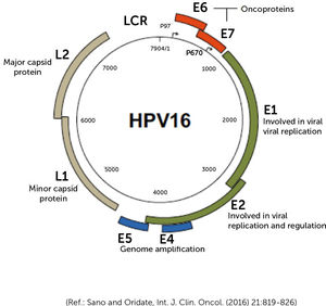 Genoma del Virus Papiloma Humano y las funciones que dichos genes tienen.