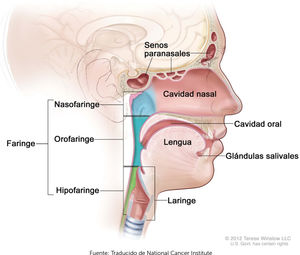 Regiones en el cáncer de cabeza y cuello.