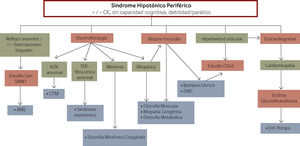 Enfrentamiento inicial de lactante con Sindrome Hipotónico Periférico CK: Creatinquinasa, SMN1: Proteina para la supervivencia de la neurona, AME: Atrofia Muscular Espinal, VCN: Velocidad de conducción nerviosa, TER: Test de estimulación repetitiva, DMC: Distrofia Muscular Congénita y COL6: Colágeno tipo VI. Adaptado de Lisi E et al., 3.