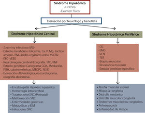 Enfrentamiento de Lactante con Sindrome Hipotónico Ca: calcio, P. Fósforo, Mg: Magnesio, PAA: Perfil de aminoácidos y acilcarnitinas, VLCFA: Ácidos grasos de cadena muy larga, EEG: electroencefalograma, aEEG: electro encefalograma de amplitud integrada, TAC: Tomografía axial computarizada, RM: Resonancia magnética, CGH: Hibridación genómica comparativa, FISH: Hibridación fluorescente in situ, MECP2: Metil CpG binding protein 2, NGS: Next generation sequencing, CK: Creatinquinasa, EMG: Electromiografía, VCN: Velocidad de conducción nerviosa, TER: Test de estimulación repetitiva, SNC: Sistema nerviosos Central, EIM: Errores innatos del metabolismo y CMT: Charcot Marie Tooth. Adaptado de Prasad A, Prasad C & De Vivo M, et al. (9,25).