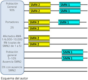 Esquema de los genes SMN1 y SMN2 en la población general, portadores y afectados Esquema del autor