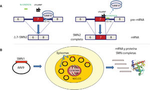Terapias avanzadas en la atrofia muscular espinal A) Mecanismo de acción de la terapia antisentido con Nusinersen. El ISS-1 (Intronic splicing silencer 1) ubicado en el intrón 7 del gen SMN2 atrae la proteína hnRNP A1 que impide que el U1snRNP reconozca la parte final del exón 7 para que se una al exón 8. En presencia de Nusinersen (oligonucleótido antisentido de 18 bases) que se une al ISS-1, la proteína hnRNP A1 no se une y deja sitio para que U1snRNP reconozca el exón 7 (basado en referencias 4,20-22). B) Terapia génica. La construcción self complementaryAAV9 y el cDNA del gen SMN1 llegan al núcleo, no se integran en el genoma y se comportan como episomas con replicación propia independiente que produce RNA y proteína SMN completas. Si la célula se divide, estos episomas se repartirían entre las células hijas, lo que hace efectiva esta terapia en células que no se dividan, como ocurre en las neuronas motoras (basado en referencias 27,30).