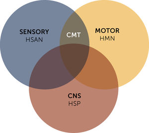 Overlapping between inherited neuropathies - Charcot Marie-Tooth (CMT) Hereditary sensory and autonomic neuropathy (HSAN) and hereditary motor neuronopathies (HMN) - and hereditary spastic paraparesis (HSP). CNS, Central nervous system.