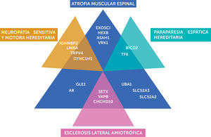 Espectro clínico de la ame no 5q En la figura se destaca la heterogeneidad genética y la sobreposición fenotípica entre la AME, NSMH, HSP y ELA. AME: atrofia muscular espinal; NSMH: neuropatía sensitiva y motora hereditaria; ELA: esclerosis lateral amiotrófica; HSP: paraparesia espática hereditaria.
