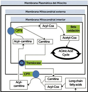 Resumen de proceso metabólico de transporte y oxidación de ácidos grasos. CPT, carnitina palmitotransferasa La oxidación de ácidos grasos ocurre en la mitocondria. Los ácidos grasos de cadena media y corta pueden entrar a la mitocondria directamente, pero no los de cadena larga (entre 14 y 20 carbonos), ya que la membrana interna de la mitocondria es impermeable, por lo que deben unirse a una molécula de carnitina. Por otro lado, la beta-oxidación, en la matriz mitocondrial, consiste una serie de reacciones que finalmente se traducen en producción de una molécula de acetil-CoA, el que ingresa al ciclo de Krebs uniéndose a oxaloacetato para formar citrato. (Traducido de: Lilleker JB, Keh YS, Roncaroli F, et al. Pract Neurol 2018;18:14–265).
