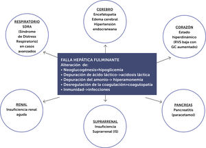 Compromiso multisistémico de la falla hepática fulminante. Modificado de referencia50.