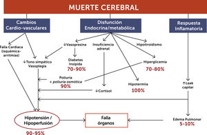 Fisiopatología de la muerte cerebral.
