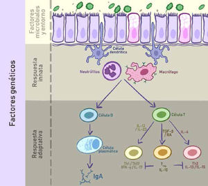 La fisiopatología de la EII.