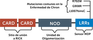 Mutaciones Gen NOD2.