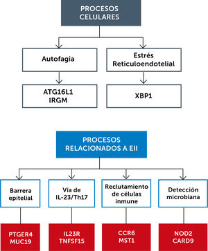 Procesos celulares y vías inmunológicas involucradas en EII Junto a cada proceso se muestran grupos de genes implicados. Adaptado de Hamilton, Matthew J., et al.50.