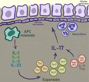 El rol que cumple la vía Th17 en el reclutamiento de células inflamatorias en la mucosa intestinal.
