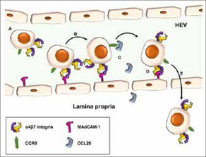 El fenómeno de rolling α4-β7 es central para la migración leucocitaria transmucosa.