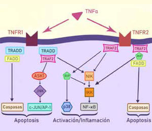 Cascada inflamatoria intracelular activada por TNFα.