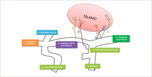 Irrigación talámica 1-Polar; 2-Paramediana; 3-Pediculo tálamo geniculado; 4-Coroidea posteromedial; 5-Coroidea posterolateral (Modificado del esquema de Lazorthes). Castaigne P, Lhermitte F, Buge A, et al. Paramedian thalamic and midbrain infarcts: clinical and neuropathological study. Ann Neurol 1981;10:127-4).