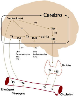 Interacción de serotonina cerebral y hormonas tiroideas La disminución de serotonina activa el eje Hipotálamo-Hipófisis-Tiroides e incrementa la producción de T3, que a su vez incrementa los niveles de serotonina intracerebral. Se muestran además la acción de enzimas desiodasas y los fármacos que actúan sobre ella. DII y DIII corrresponde a desiodasas II y III. 3,3-T2 es diiodotironina. (Adaptado de Kirkegaard y faber 1998 con autorización de autores.).